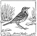 american pipit