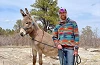 shane and comet the burro