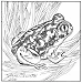 couchs spadefoot
